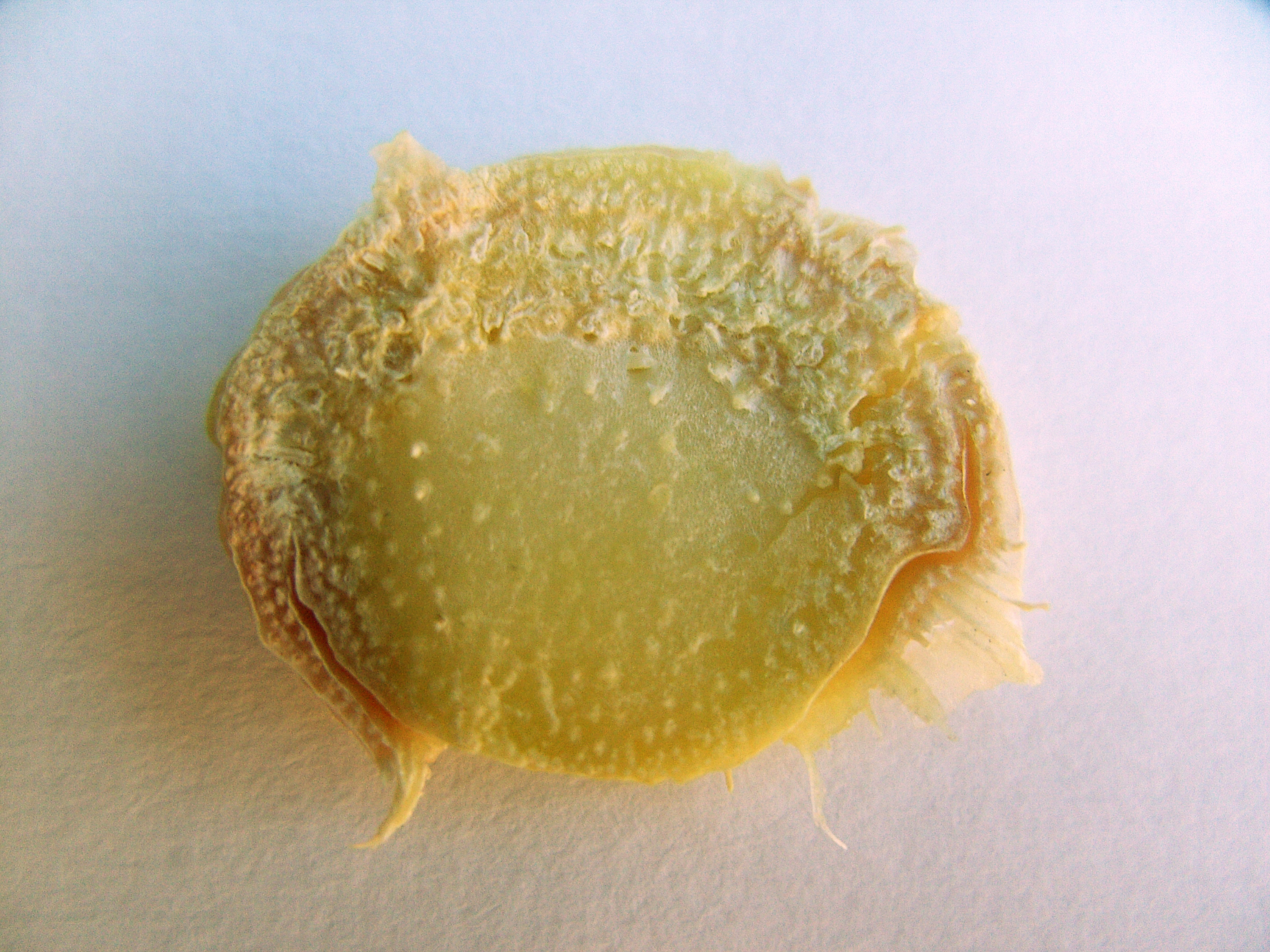 vegetable3